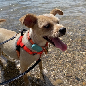 Fundraising Page: Dexter PAC ALUM